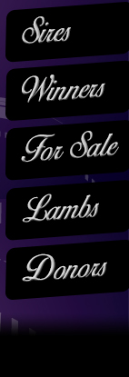 Counsell Club Lambs