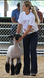 Counsell Club Lambs Winners