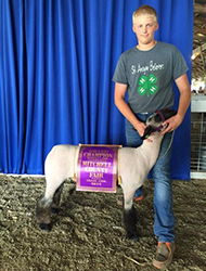 Counsell CLub Lambs Winners