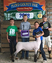Counsell CLub Lambs Winners